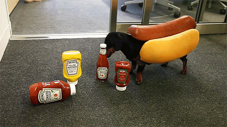 Here he is, Crusoe, the Heinz wiener dog