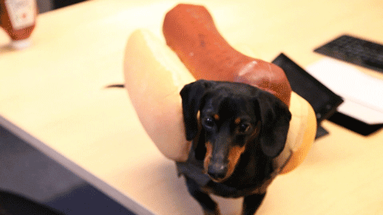 Crusoe the celebrity dachshund is Heinz's 'spokeswiener'