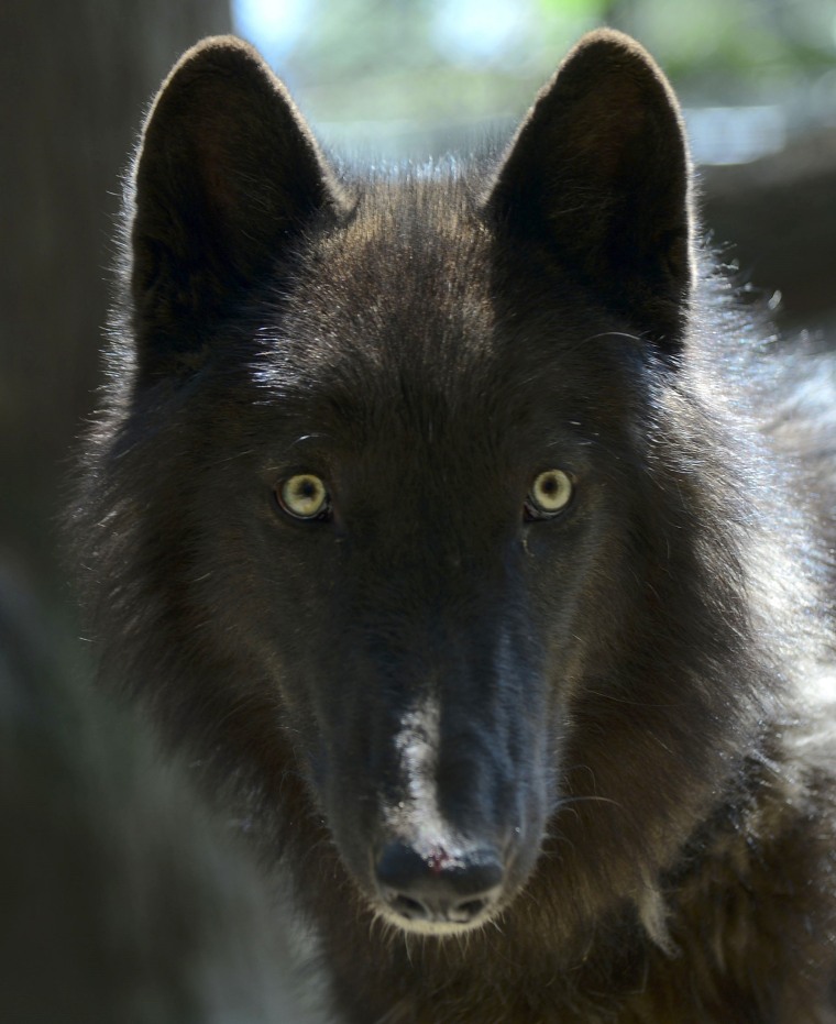 Image: COLOMBIA-NATURE-WOLF
