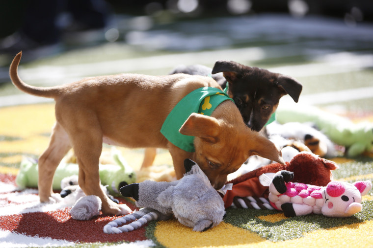 Image: Puppy Bowl XII Event