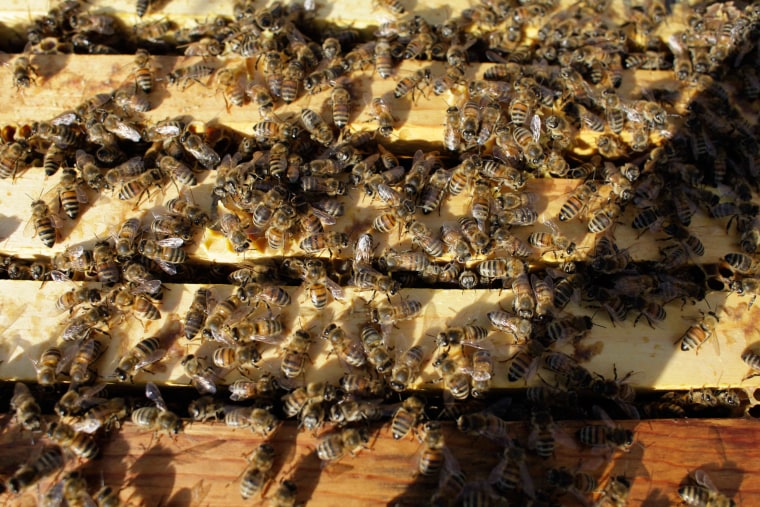 Image: BEES ALMOND POLLINATION