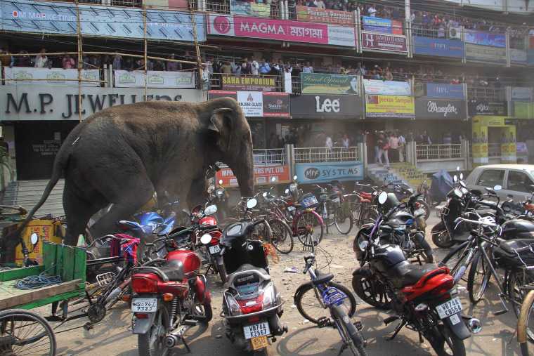 Image: wild elephant strayed in Siliguri, India