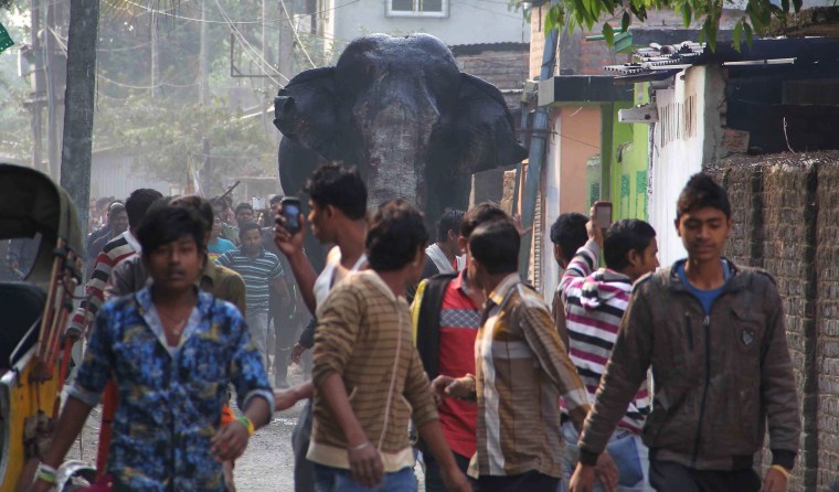 Image: Indian elephant ran amok