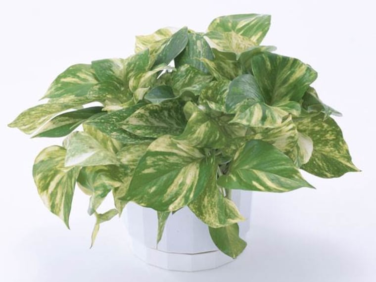 Pothos, indoor plants, houseplants, the best indoor plants