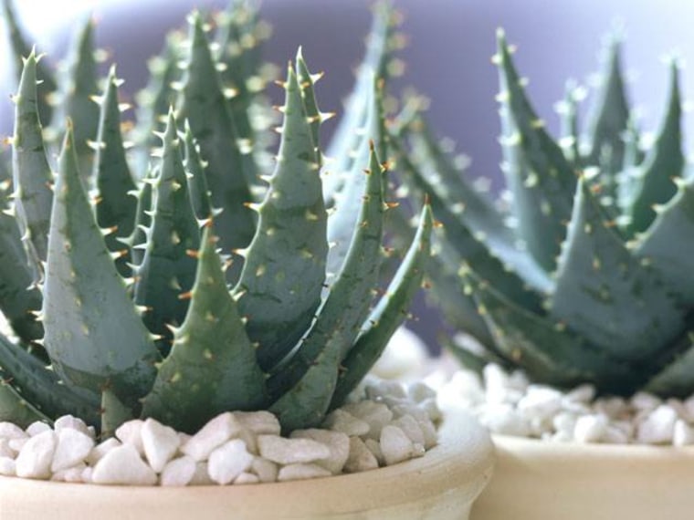 Aloe, indoor plants, houseplants, the best indoor plants