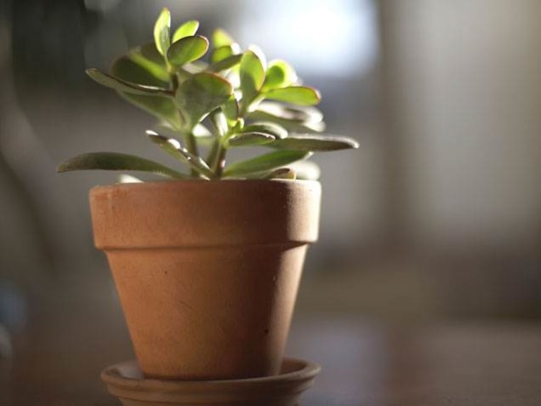 Jade plant, indoor plants, houseplants, the best indoor plants