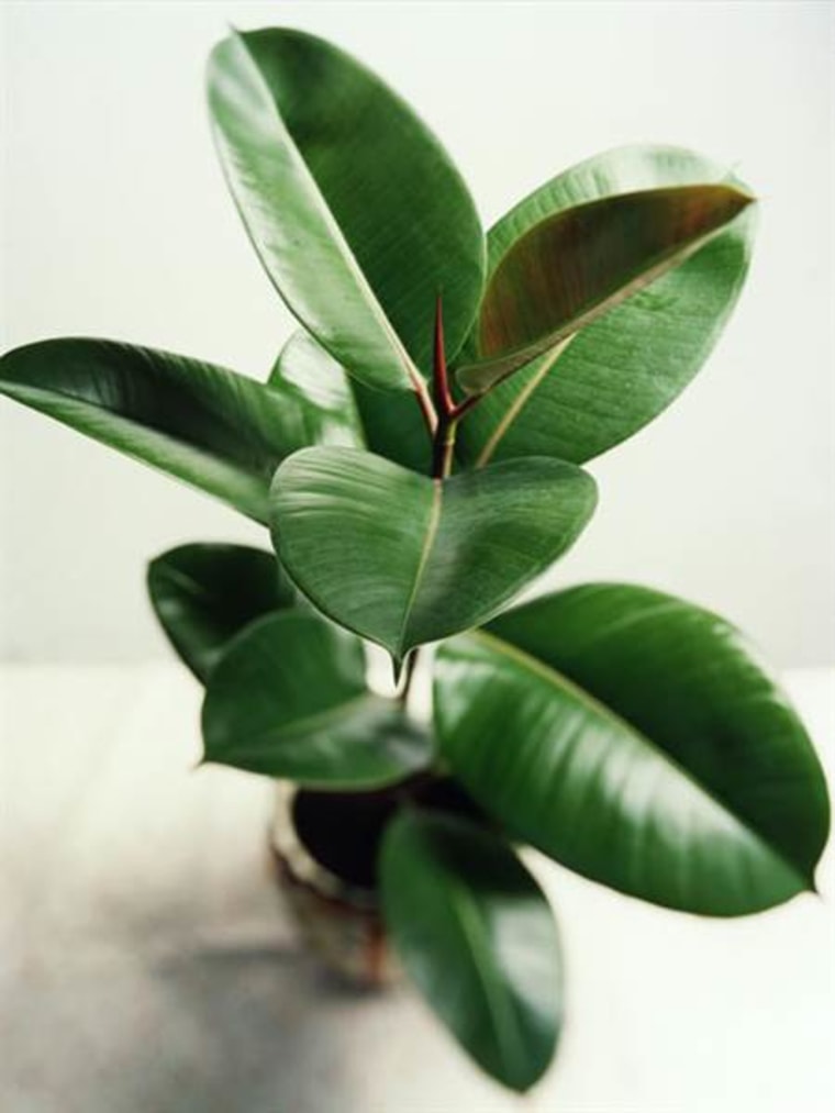 Rubber tree, indoor plants, houseplants, the best indoor plants
