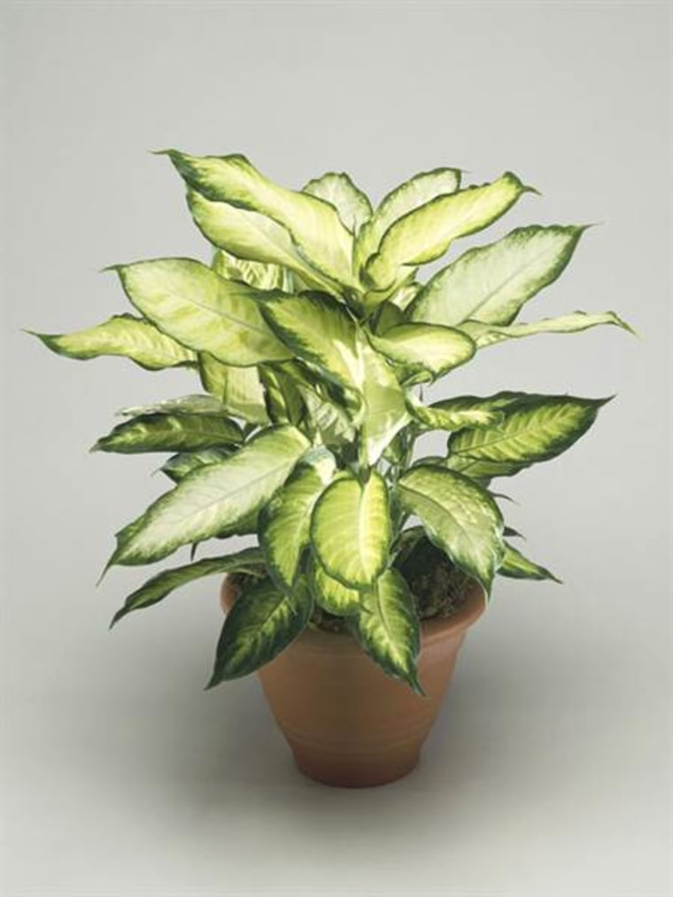 Dieffenbachia, indoor plants, houseplants, the best indoor plants