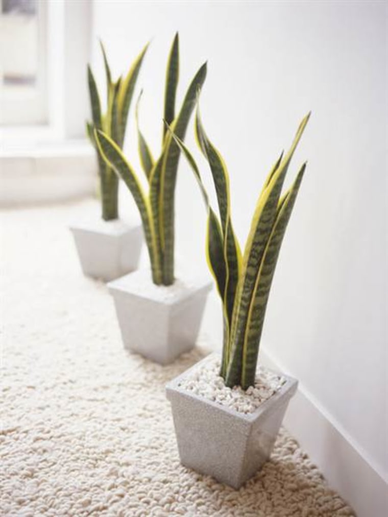 Snake plant, indoor plants, houseplants, the best indoor plants