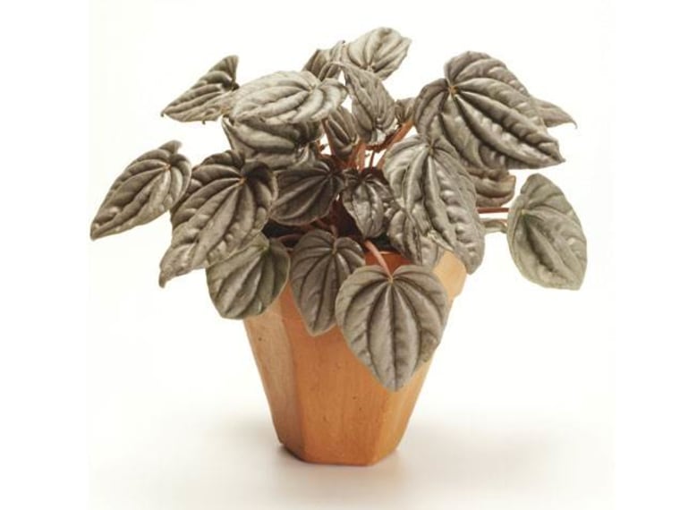 Peperomia