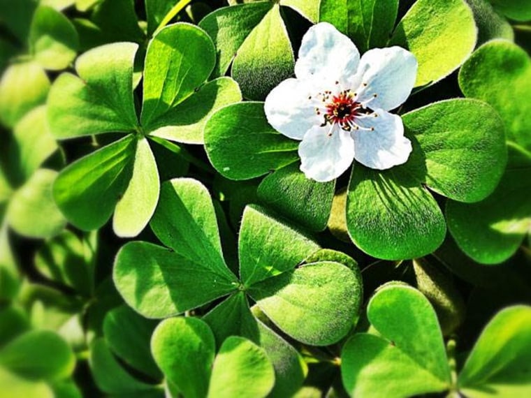 Shamrock plant