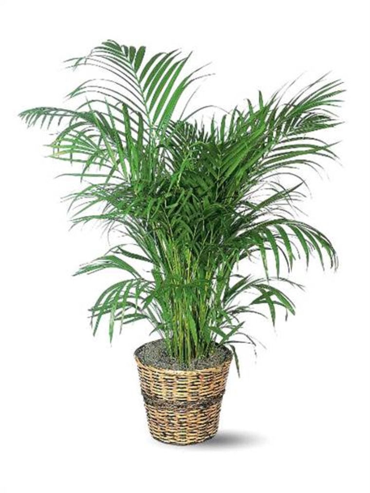 Areca palm