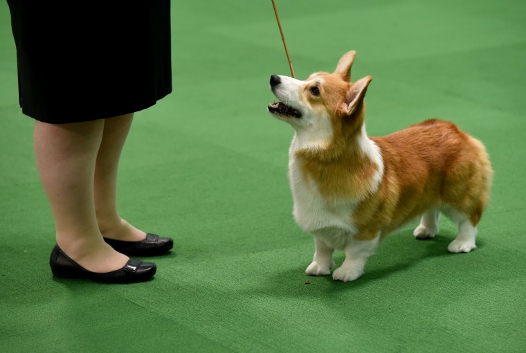 Image: US Westminster Dog Show 15