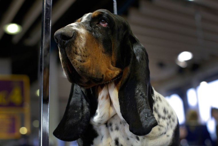 Image: US Westminster Dog Show 01