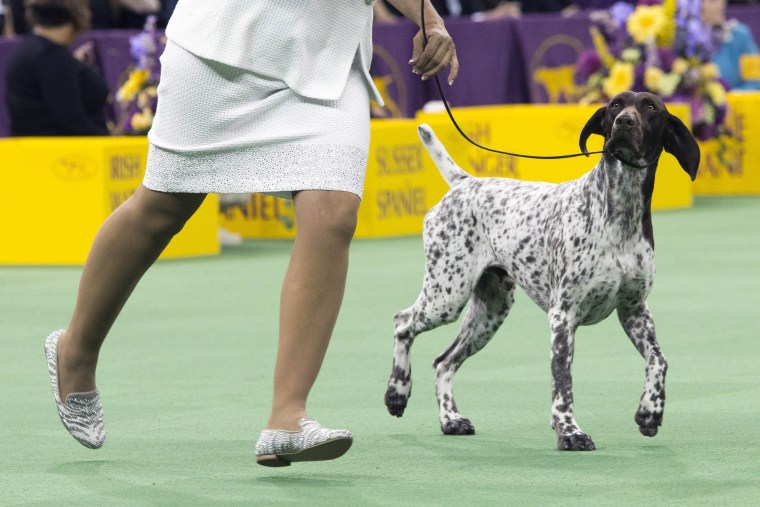 Image: C.J., a German shorthaired pointer