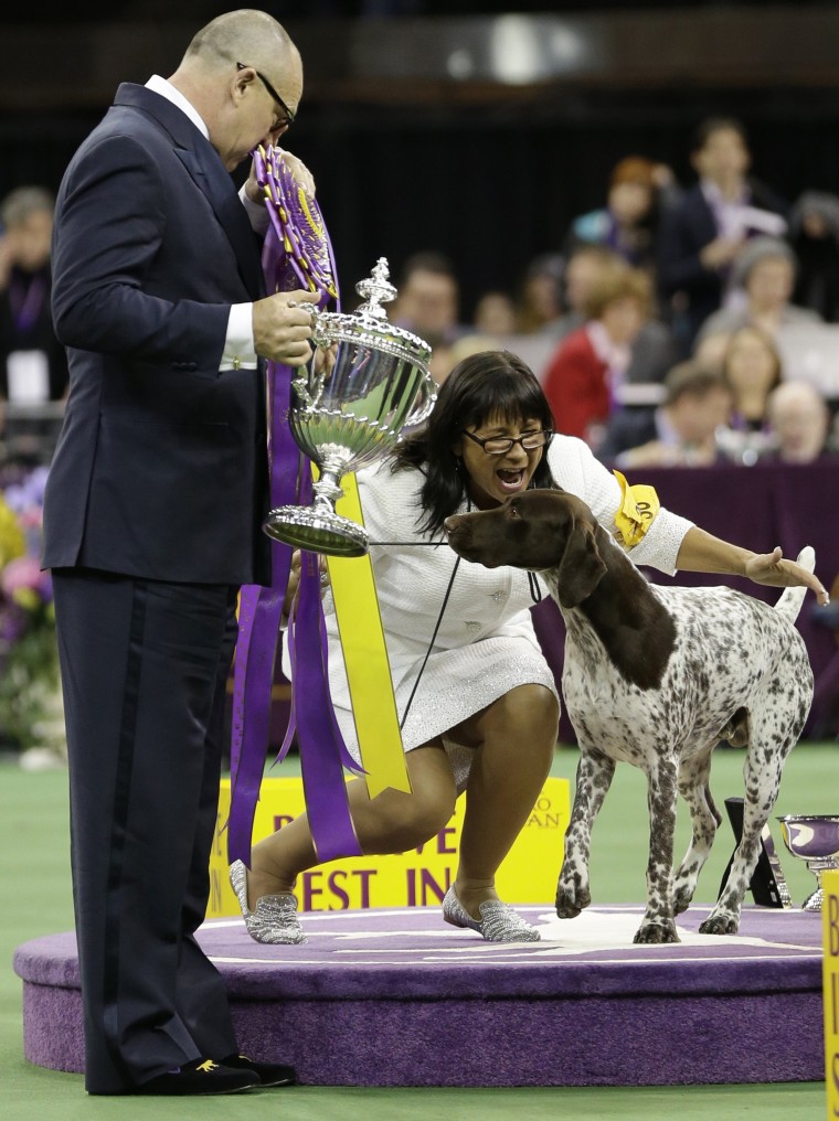German Shorthaired Pointer CJ Wins Best In Show at Westminster