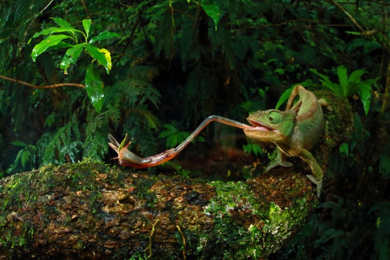 Image: Nature, 3rd prize stories - 2016 World Press Photo