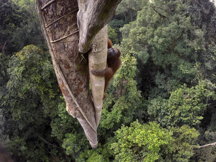 Image: Nature, 1st prize stories - 2016 World Press Photo