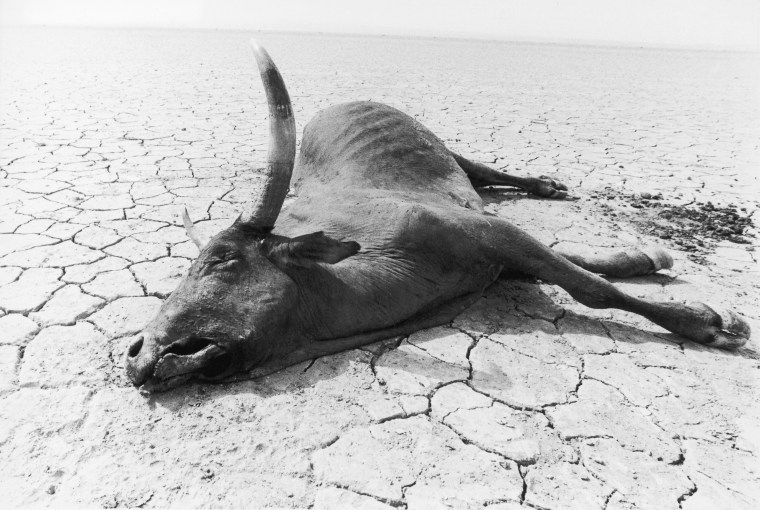 Image: Dead cow in Ethiopia in 1984