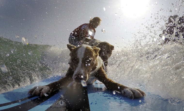 Image: Australian dog trainer and former surfing champion Chris de Aboitiz rides a wave with his dogs Rama and Millie off Sydney's Palm Beach