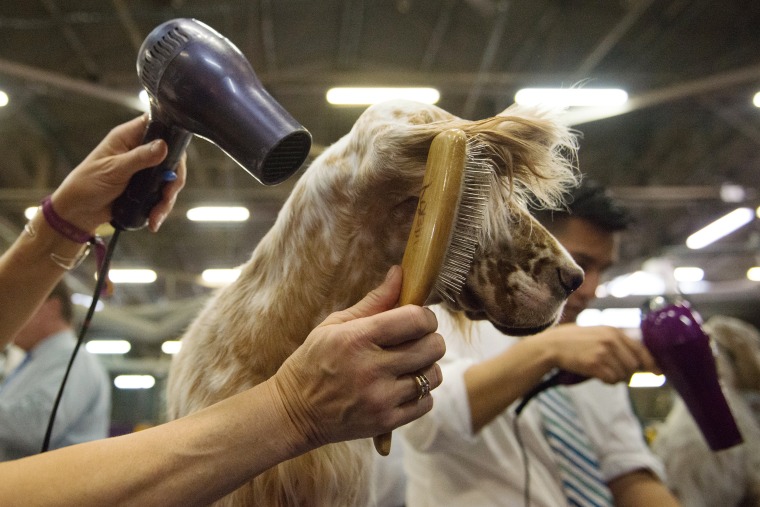 Image: An English Setter gets its fur blown with a hair dryer
