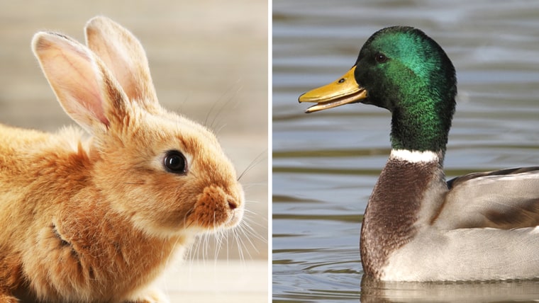 rabbit-duck-split-tease-today-160215