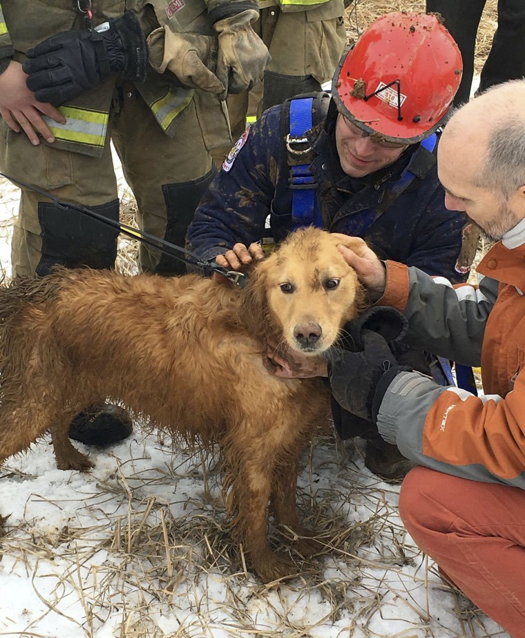 Rescue workers check Skye, a golden retriever, after being rescued in State College, Pa., on Wednesday.