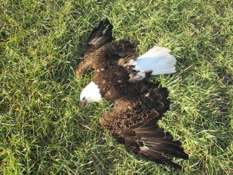Image: Dead Bald Eagle Maryland