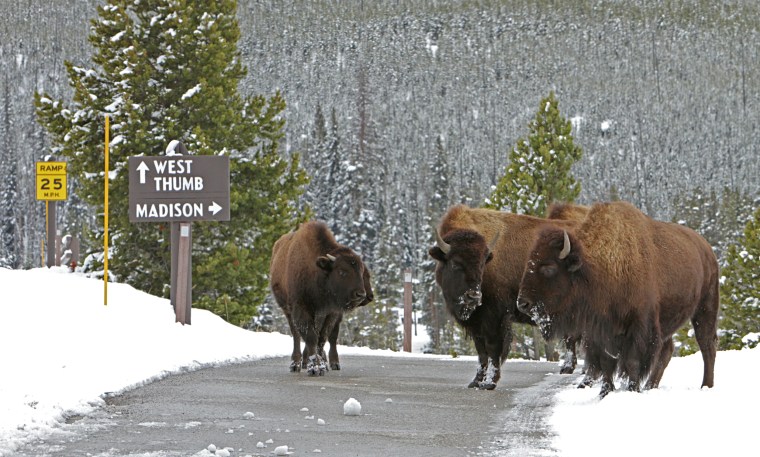 Image: Bison on road near Old Faithful Yellowstone National Park