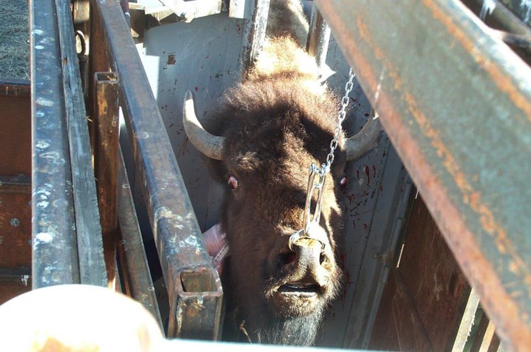 Image: Yellowstone’s Stephens Creek bison trap
