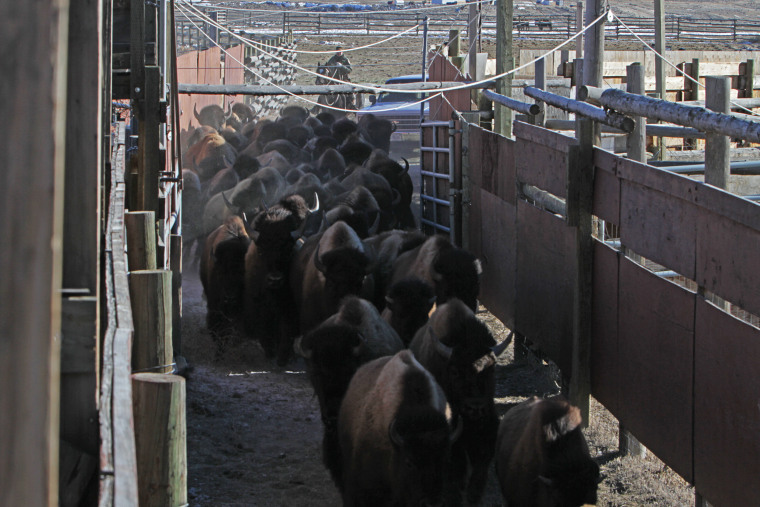 Image: Yellowstone National Park staff moving bison in Stephens Creek Capture Facility