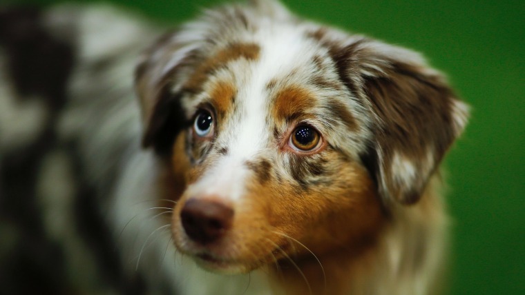 Miniature American Shepherd