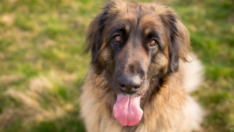 Leonberger