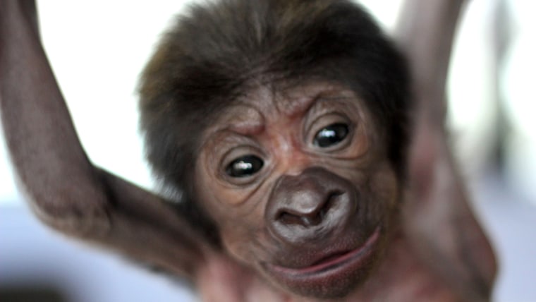 Baby gorilla at Bristol Zoo