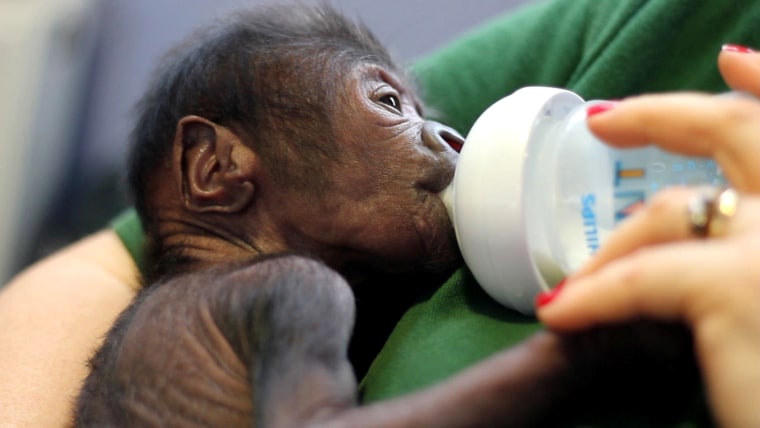 Baby gorilla at Bristol Zoo