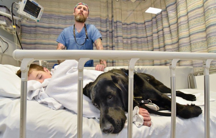 Therapy dog bonds with boy in hospital.