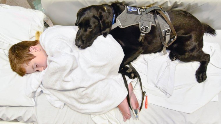 Therapy dog bonds with boy in hospital.