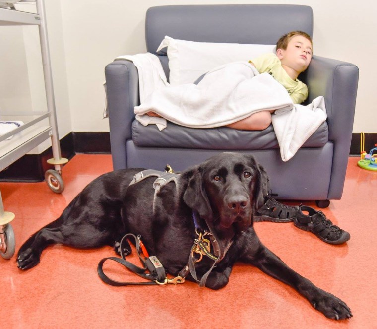 Therapy dog bonds with boy in hospital.