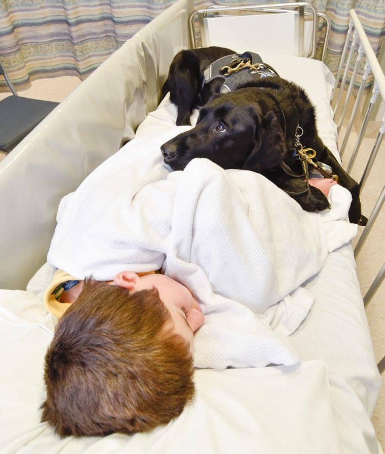 Therapy dog bonds with boy in hospital.