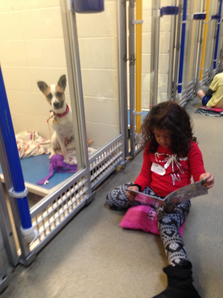 Trained Book Buddies read to the shelter dogs, helping them gain confidence and comfort with visitors.