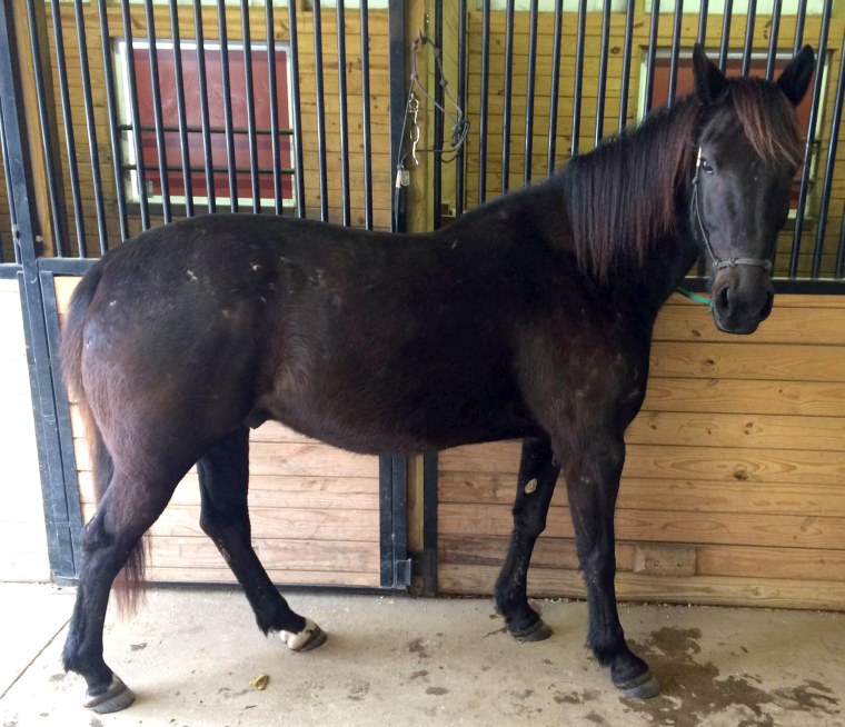 kennedy, a caisson horse now free for the right home