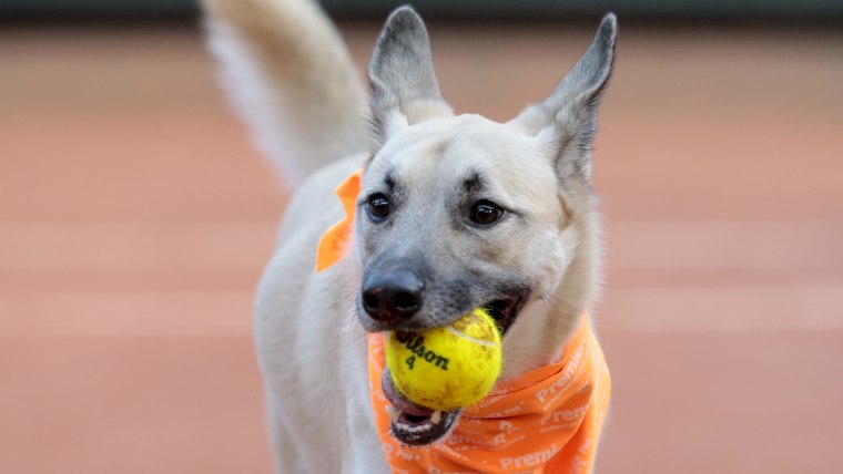 A dog picks up a tennis ball during the Brazil Open tournament in Sao Paulo, Brazil, Thursday Feb. 25, 2016.