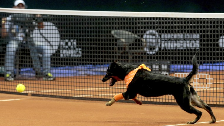 A dog runs after a tennis ball during the Brazil Open tournament in Sao Paulo, Brazil, Thursday, Feb. 25, 2016.
