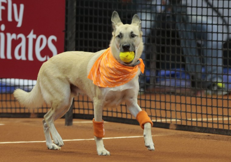A dog picks up a tennis ball during the Brazil Open tournament in Sao Paulo, Brazil, Thursday Feb. 25, 2016.