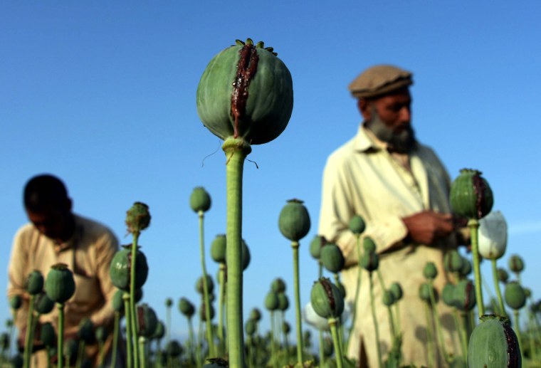 Image: Afghan farmers harvest opium sap from a poppy field