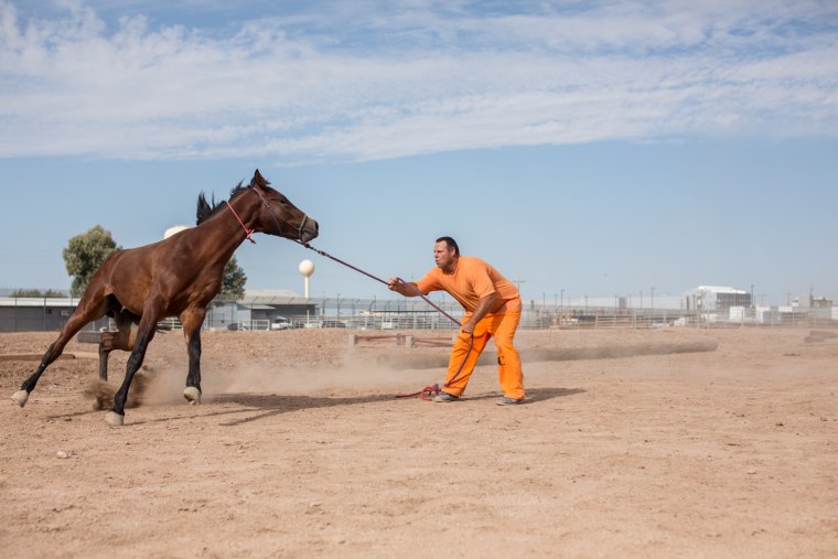 Image: Border Patrol Horse