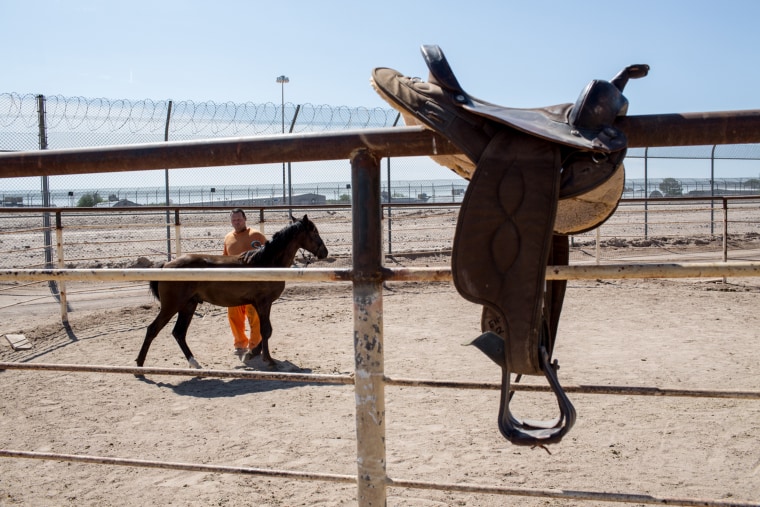 Image: Prisoners train horses used by Border Patrol agents