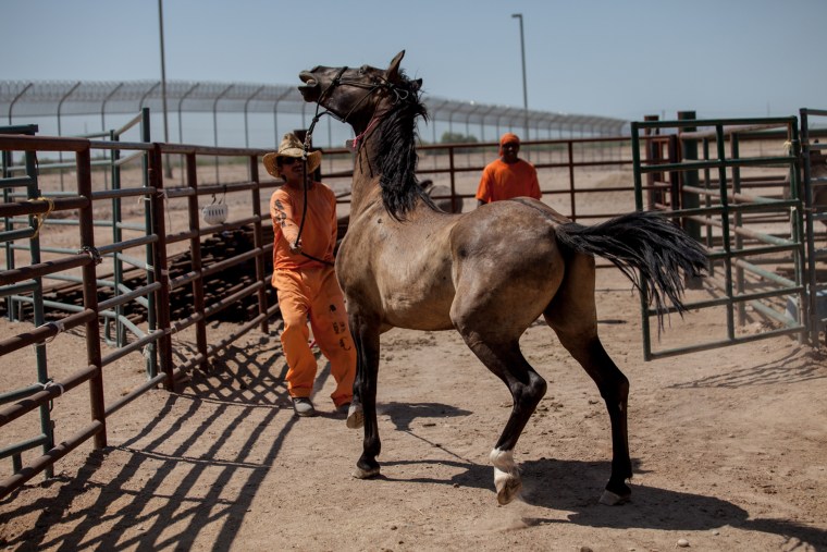 Image: Prisoners train horses used by Border Patrol agents