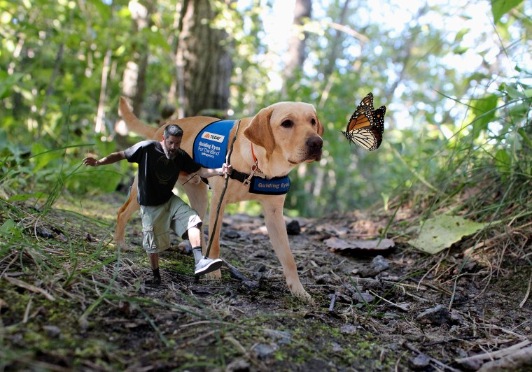 Artist Chris Cline created an illustration of himself with Wrangler, TODAY's puppy with a purpose