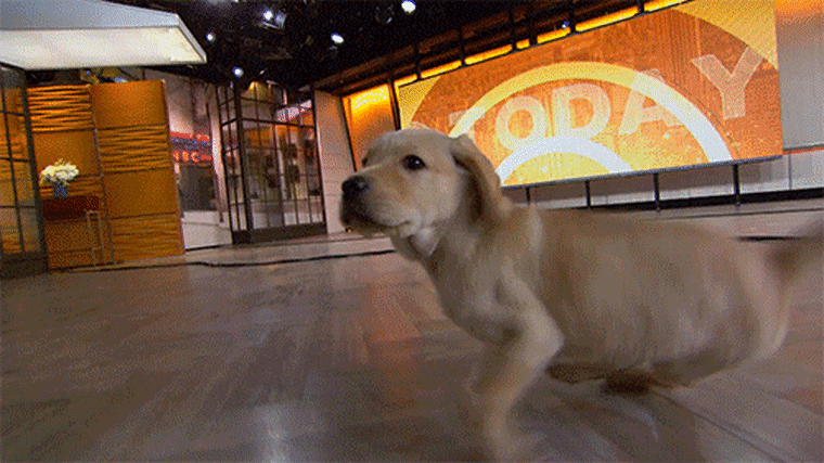 Dog Fails Funny GIFs of Puppies Falling